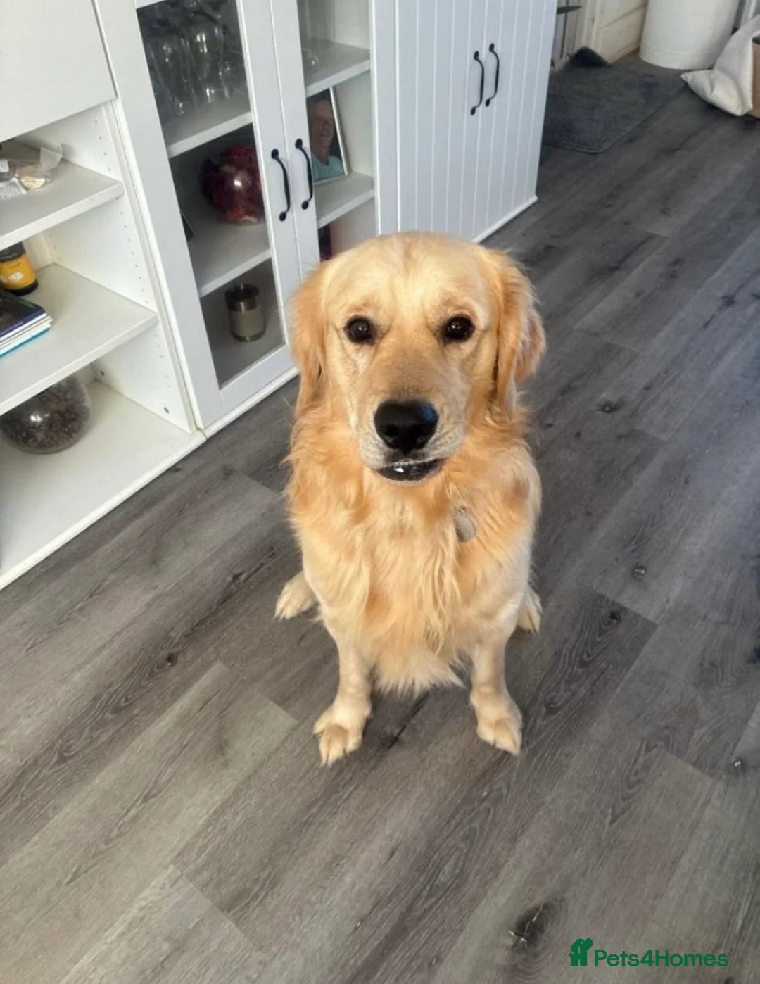 Golden Retriever dogs for sale: *chunky golden retriever puppies* Top Quality ! in Luton - Advert 2