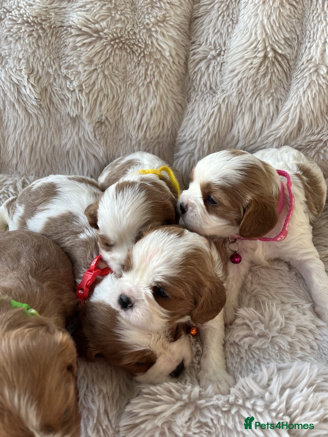 Cavalier King Charles Spaniel dogs for sale: Chocolate Carriers KC Vet Health Checked - Advert 26