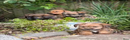 Mixed Breed dogs for sale: Exceptional Norfolk terrier x jrt pups ready now  - Advert 4