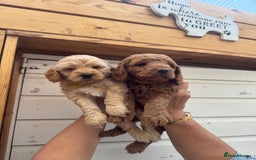Cockapoo dogs for sale: Beautiful Fully health checked ready 22/09/2025 - Image 4