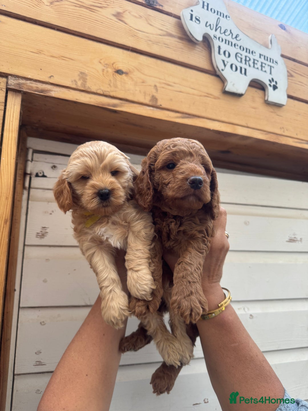Cockapoo dogs for sale: Beautiful Fully health checked ready 22/09/2025 - Image 4