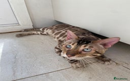 Bengal cats for sale: Cream Snow Male Bengal for Sale - TICA Registered - Image 5