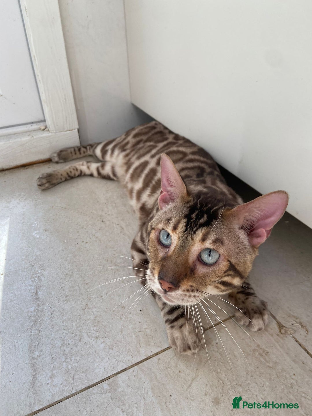 Bengal cats for sale: Cream Snow Male Bengal for Sale - TICA Registered - Image 5