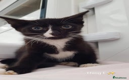 Domestic Shorthair cats for sale: KITTENS  - Image 5