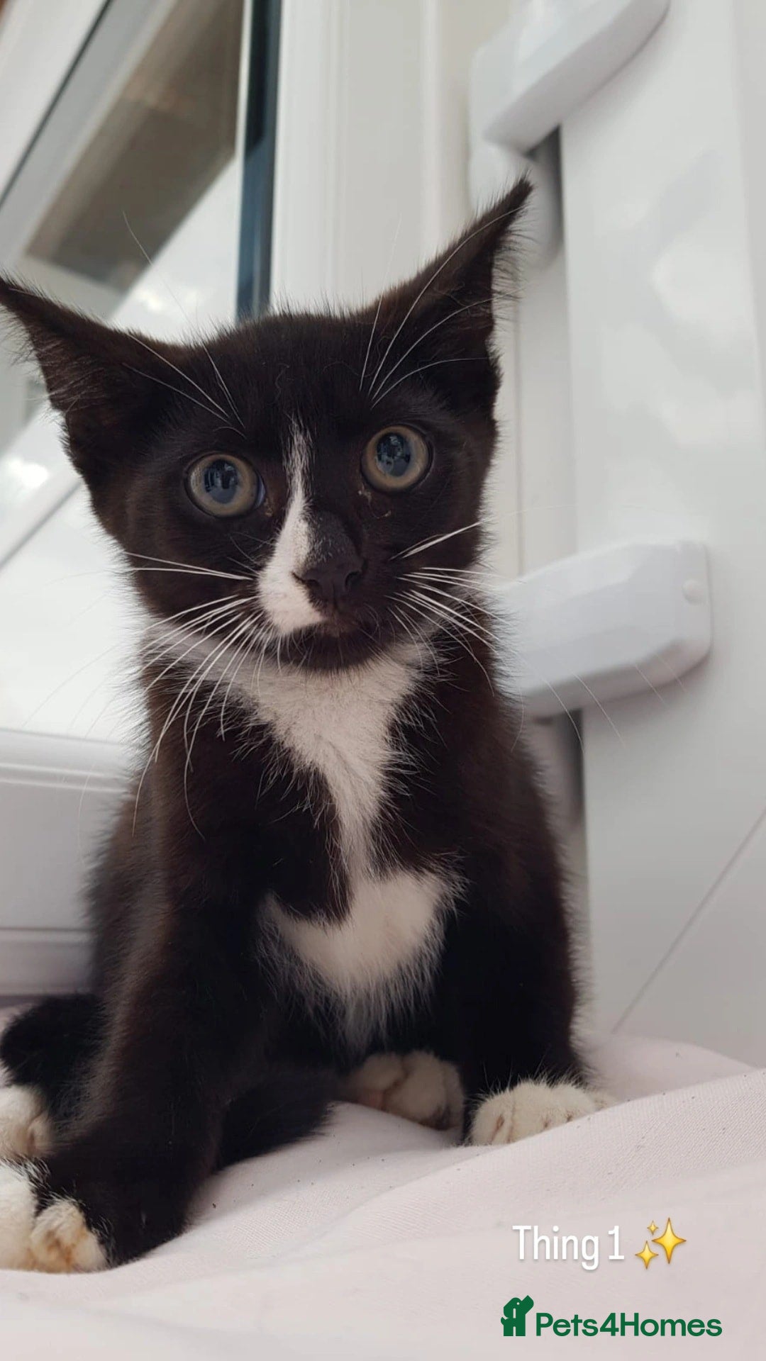 Domestic Shorthair cats for sale: KITTENS  - Image 5