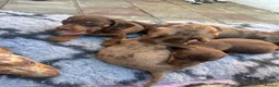 Miniature Dachshund dogs for sale: 4 miniature dachshund puppies  - Advert 7