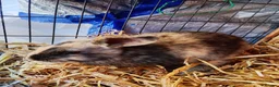 Mixed Breed rabbits for sale: Cute bunnies  in Ware - Advert 6