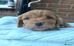 Cockapoo dogs for sale: READY NOW 5* F2B Apricot Merle Cockapoos - Image 1