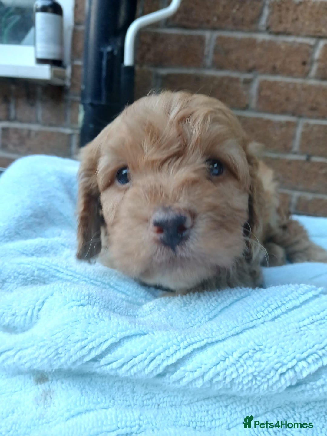 Cockapoo dogs for sale: READY NOW 5* F2B Apricot Merle Cockapoos - Image 1