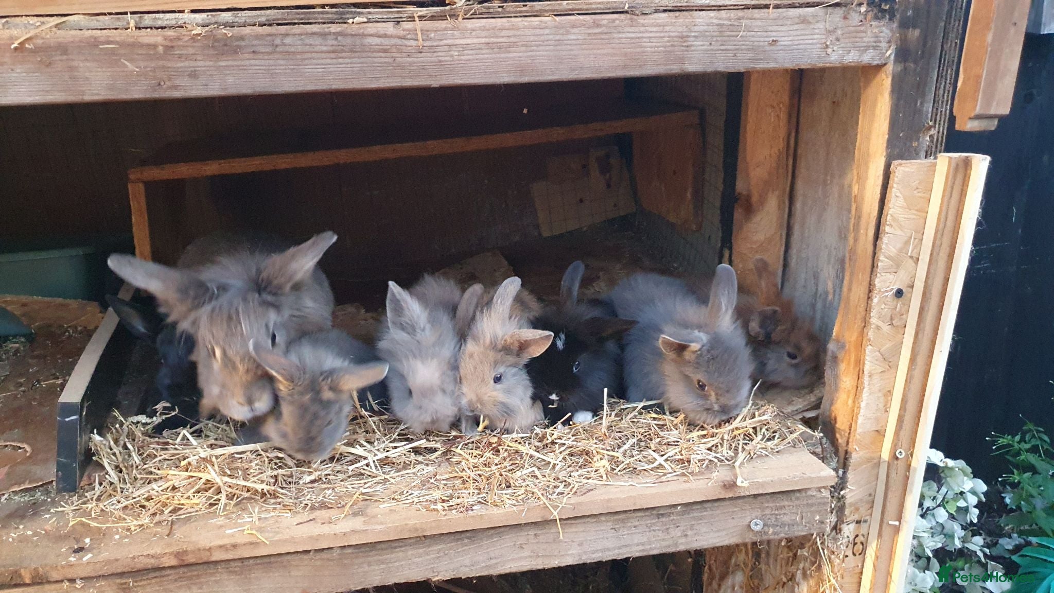 Mixed Breed rabbits Baby rabbits  - Advert 1