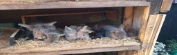 Mixed Breed rabbits for sale: Baby rabbits  - Advert 1