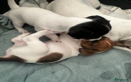 Jack Russell dogs for sale: Miniature Jack Russell’s  - Image 13