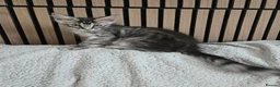 Maine Coon cats for sale: 3 Maine Coon kittens. - Advert 6