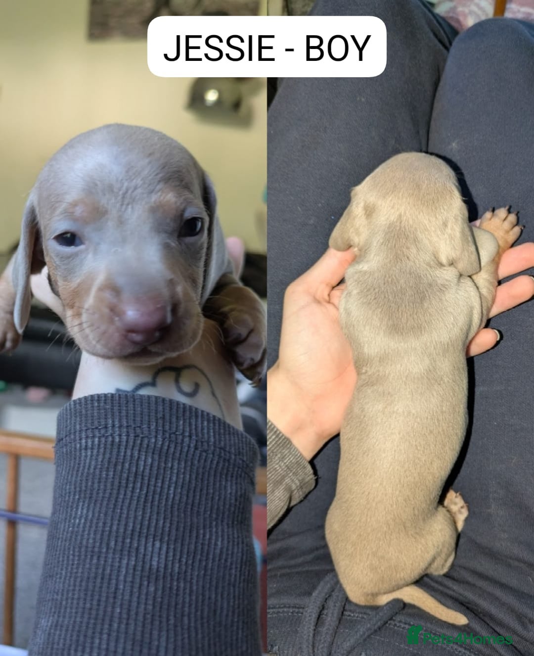 Miniature Dachshund dogs for sale: Mini dachshund’s puppies 8 weeks old - Advert 10