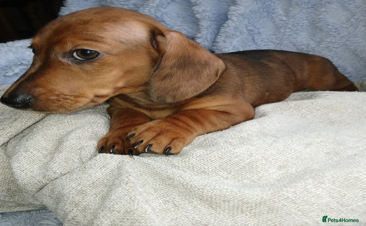 Miniature Dachshund dogs - Advert 11