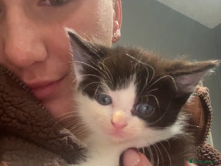 Ragamese cats LAST KITTEN OUR ONLY BOY❤️❤️❤️ - Advert 1