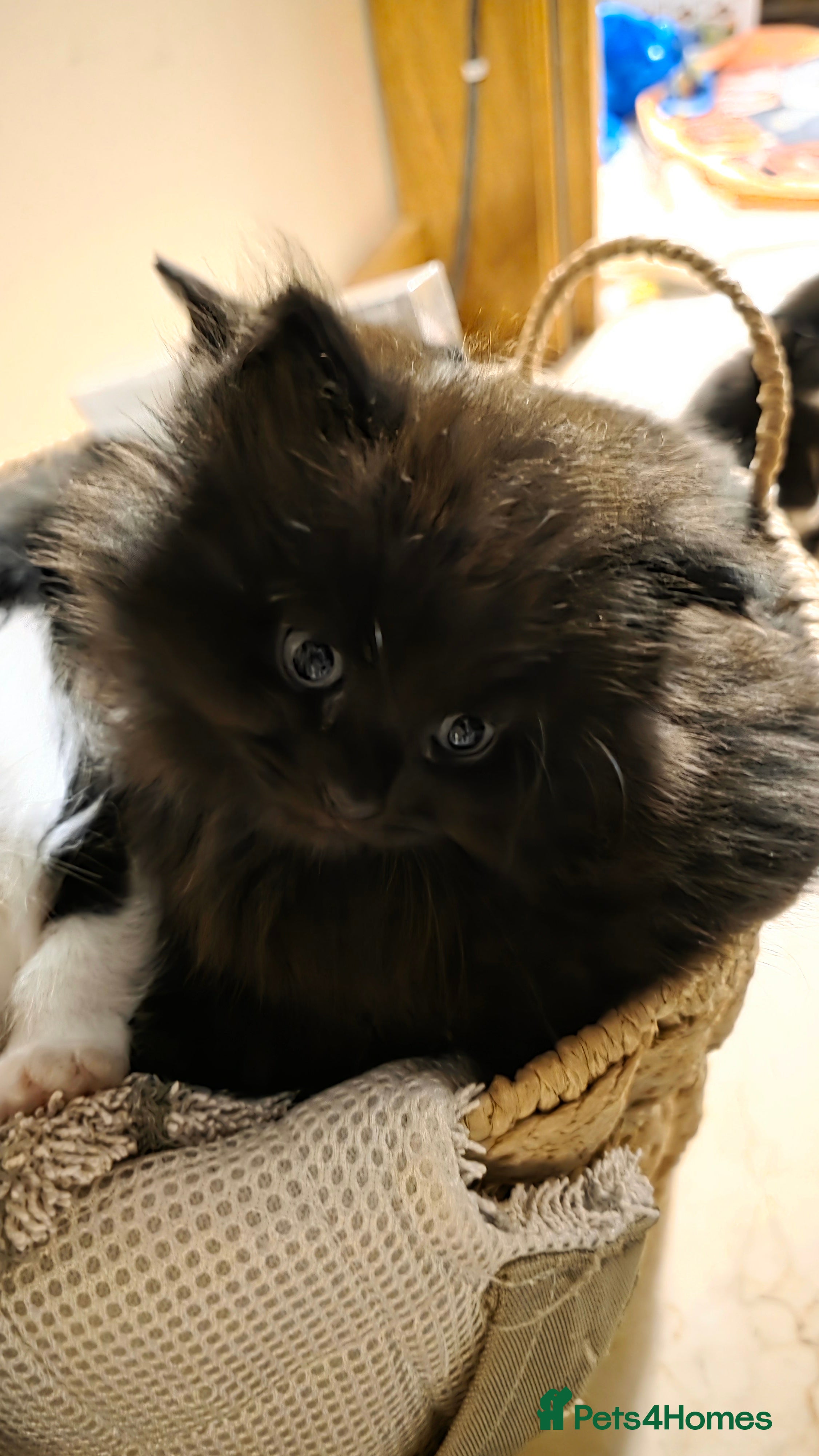 British Shorthair cats Kittens  - Advert 2