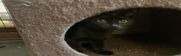 Mixed Breed cats for adoption: Rescue kittens needing forever home - Advert 5