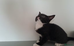 Domestic Shorthair cats for sale: 2 female kittens for sale - Image 7
