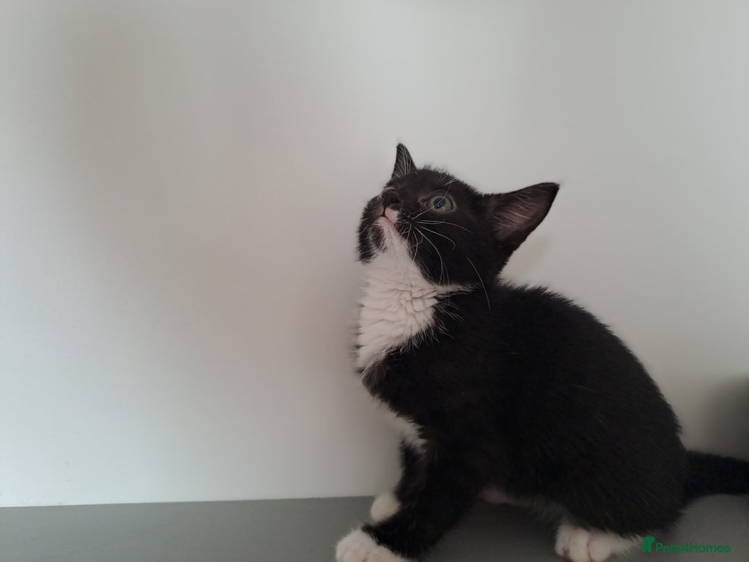 Domestic Shorthair cats for sale: 2 female kittens for sale - Image 7