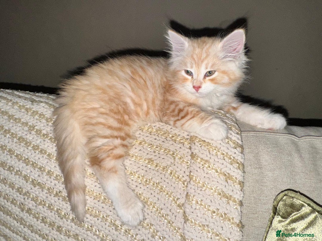 Siberian cats for sale: x5 Adorable Pure Siberian Kittens to re-home😻 - Image 24