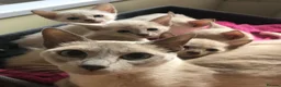 Tonkinese cats for sale: Adorable, Tonkinese kittens.   - Advert 6