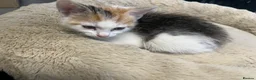 Mixed Breed cats for sale: Stunning 8 week old Mixed Breed Female kittens - Advert 17