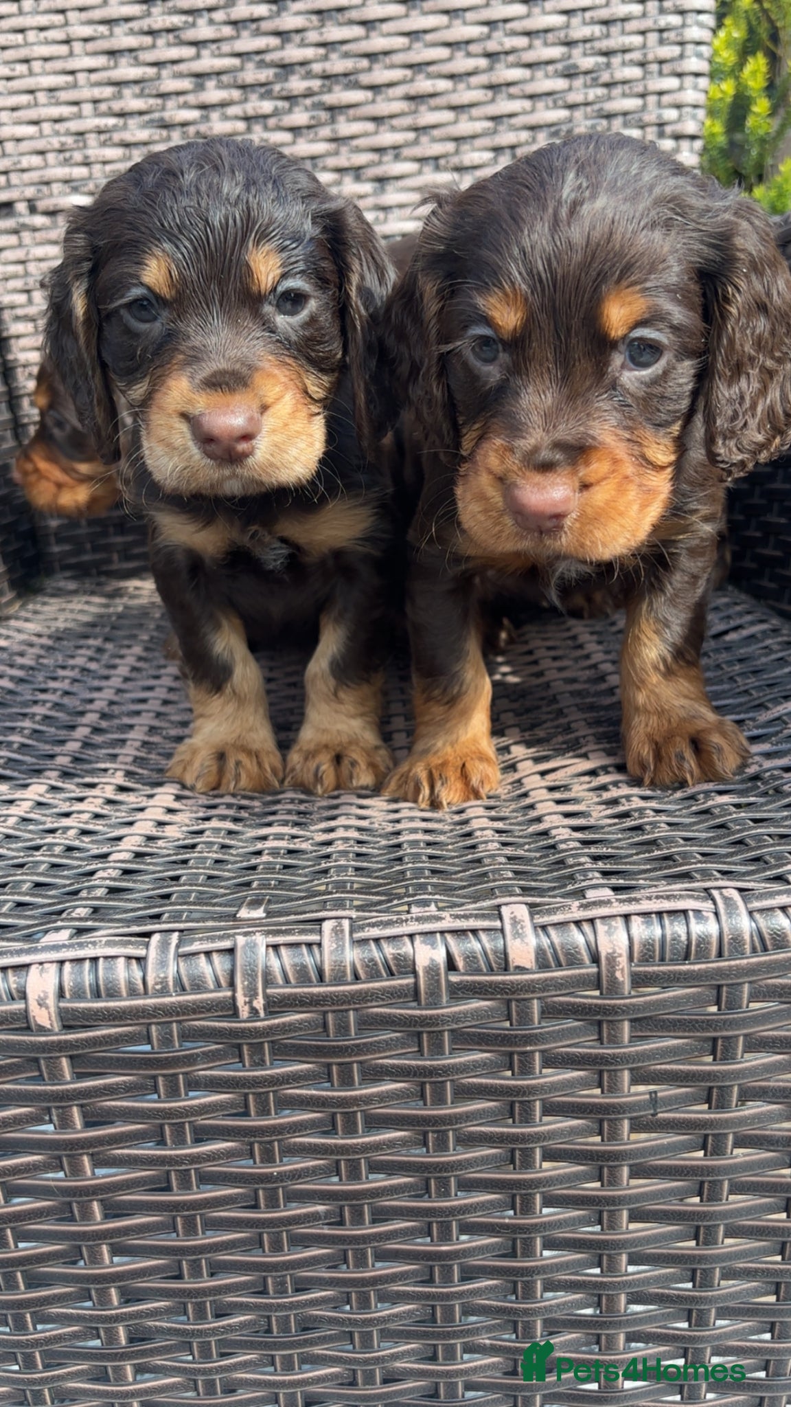 Cocker Spaniel dogs 3 boys left!!Beautiful chocolate and tan cockers  - Advert 1