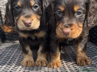 Cocker Spaniel dogs 3 boys left!!Beautiful chocolate and tan cockers - Advert 1