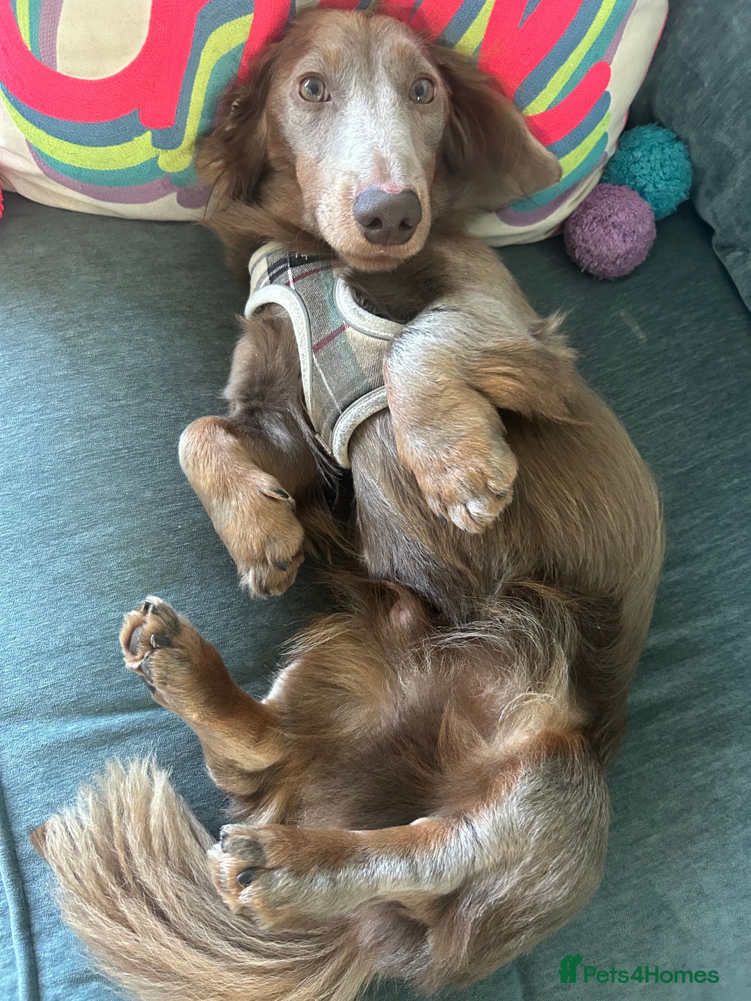 Dachshund dogs for sale: Dachshund for sale - Advert 3