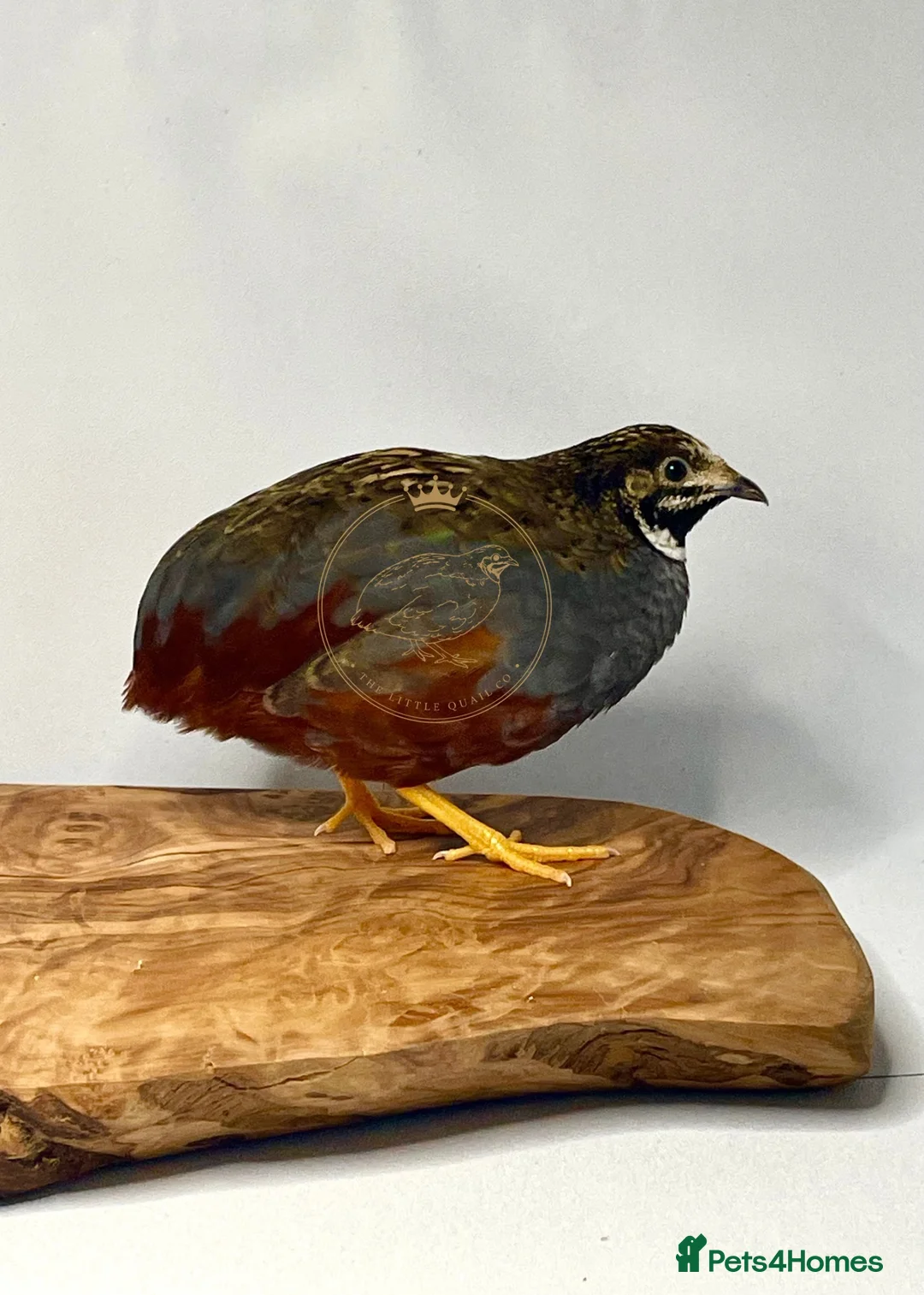 Quail poultry for sale: Chinese Painted/Button Quail | Eggs/Chicks/Layers  in Wells - Advert 1