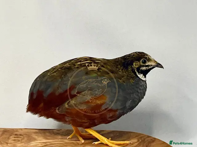 Quail poultry for sale: Chinese Painted/Button Quail | Eggs/Chicks/Layers - Advert 1