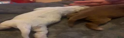 Cocker Spaniel dogs for sale: Two cocker spaniels born 07/07/26 🐾 - Advert 6