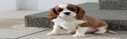 Cavalier King Charles Spaniel dogs for sale: Cavalier King Charles Spaniel puppy  - Advert 14