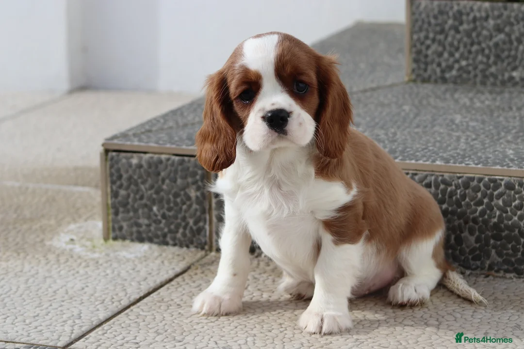 Cavalier King Charles Spaniel dogs for sale: Cavalier King Charles Spaniel puppy  - Advert 14