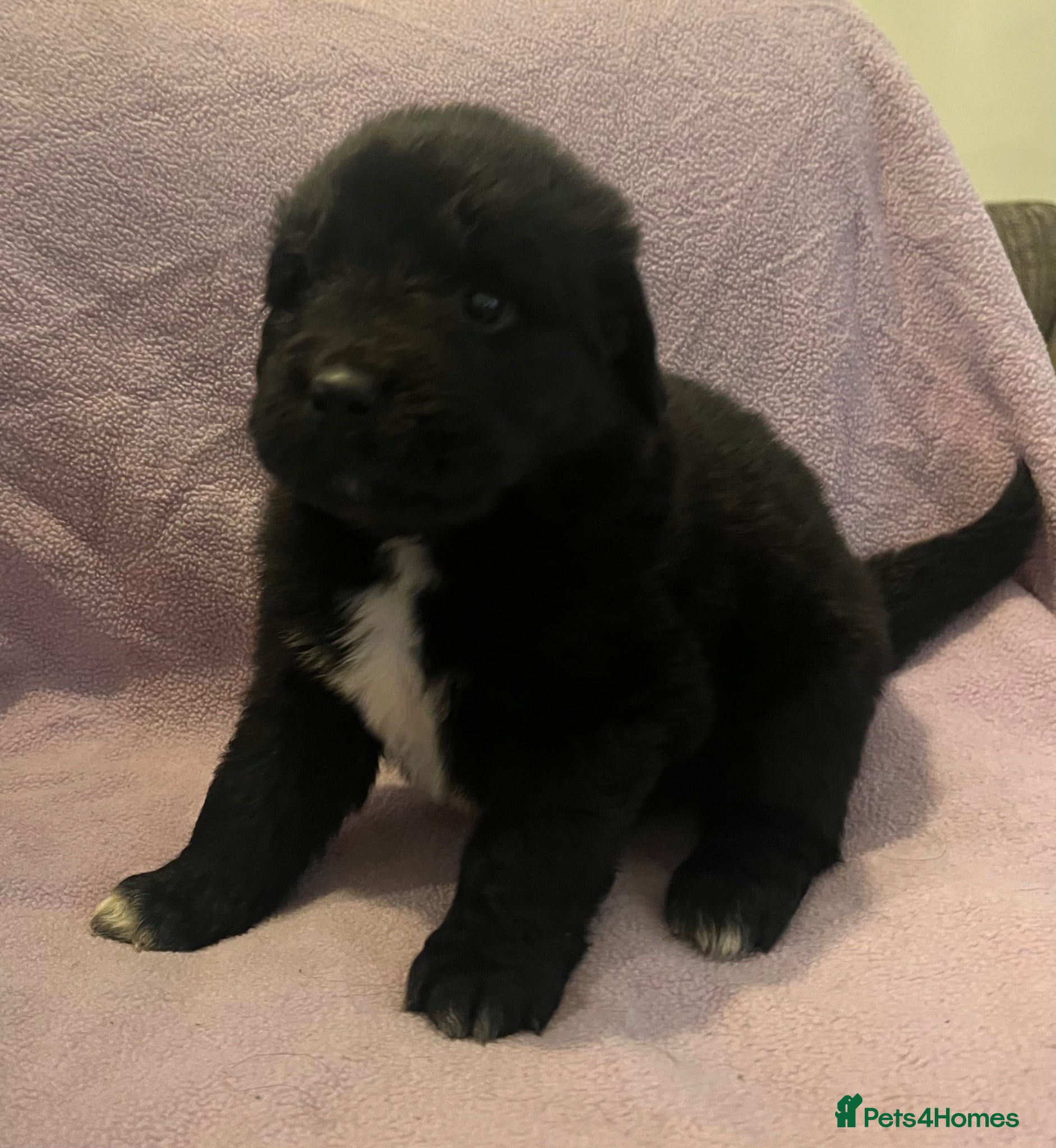 Mixed Breed dogs for sale: Black & landseer Newfoundland puppies  - Advert 8