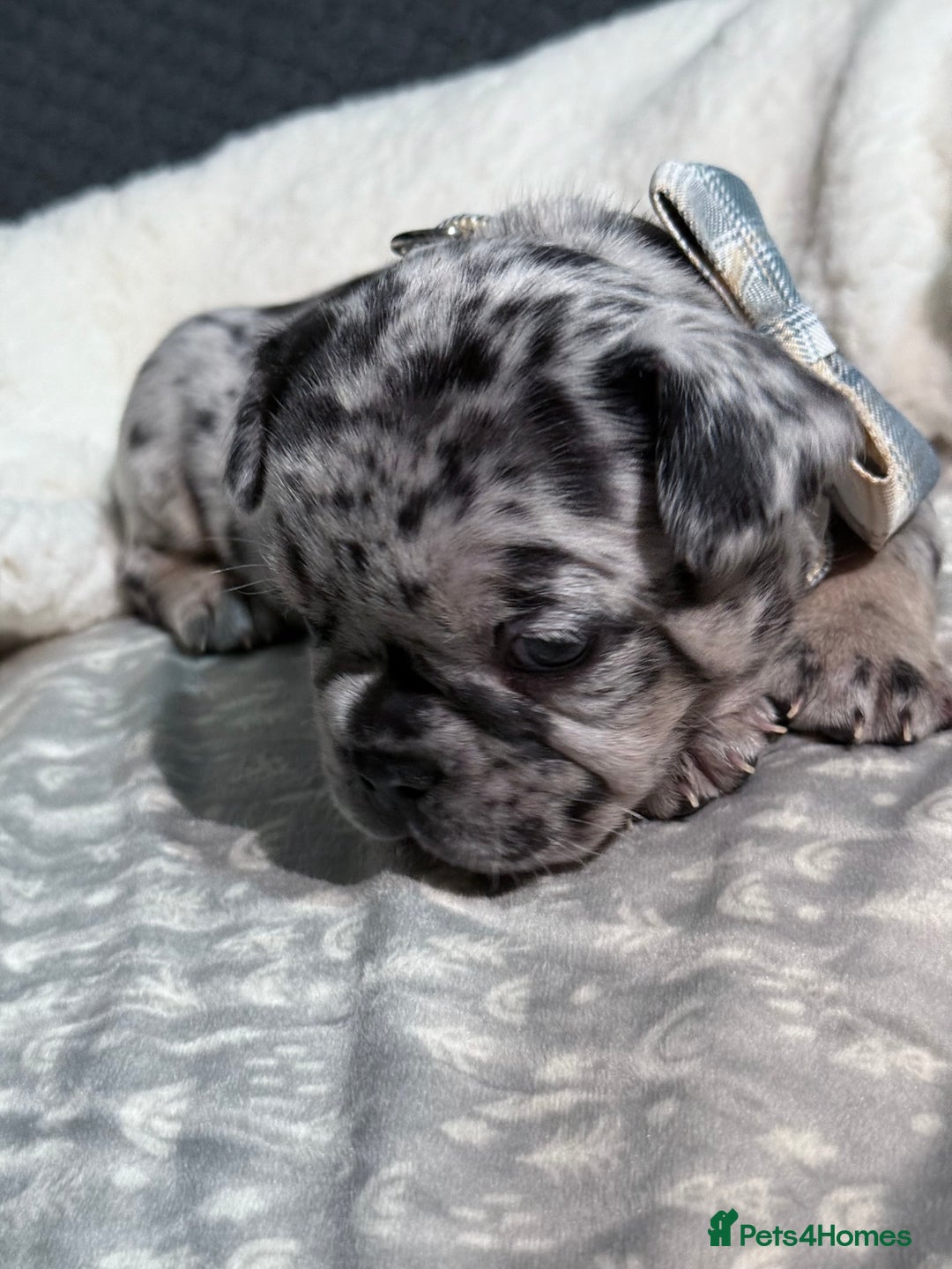 French Bulldog dogs for sale: French bulldog puppies for sale! - Advert 27