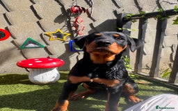 Rottweiler dogs for sale: Male Rottweiler - Image 6