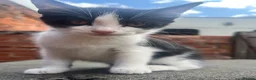 Mixed Breed cats for sale: 4 Beautiful Female Kittens (10 Weeks Old) - Advert 3