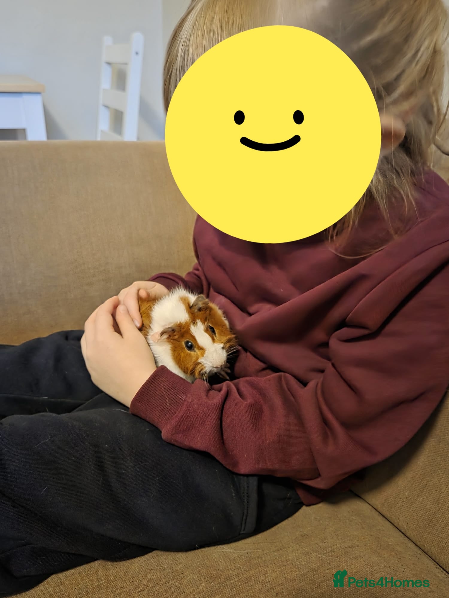 Guinea Pig rodents 2 x male guinea pigs - Advert 2