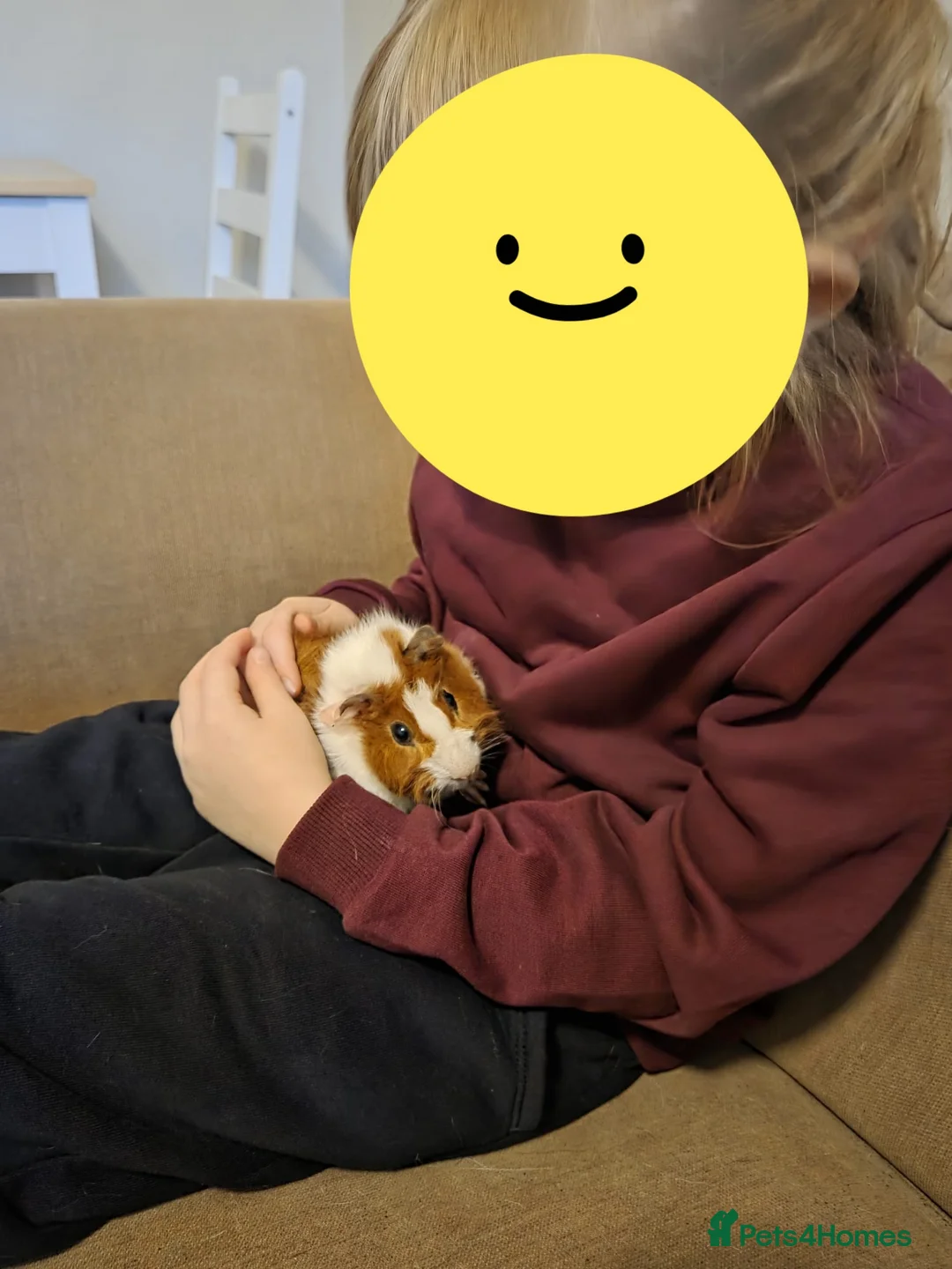 Guinea Pig rodents for sale: 2 x male guinea pigs - Advert 1