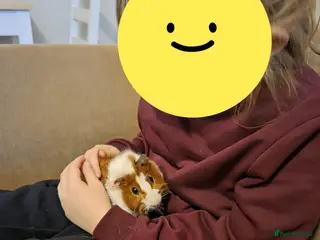 Guinea Pig rodents 2 x male guinea pigs - Advert 2