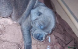 Staffordshire Bull Terrier dogs for sale: #Ready2go Kc registered blue staffy pups 4 sale - Image 1