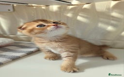 Scottish Fold cats for sale: EXCLUSIVE Golden-cinnamon Show quality. Best in UK - Image 4