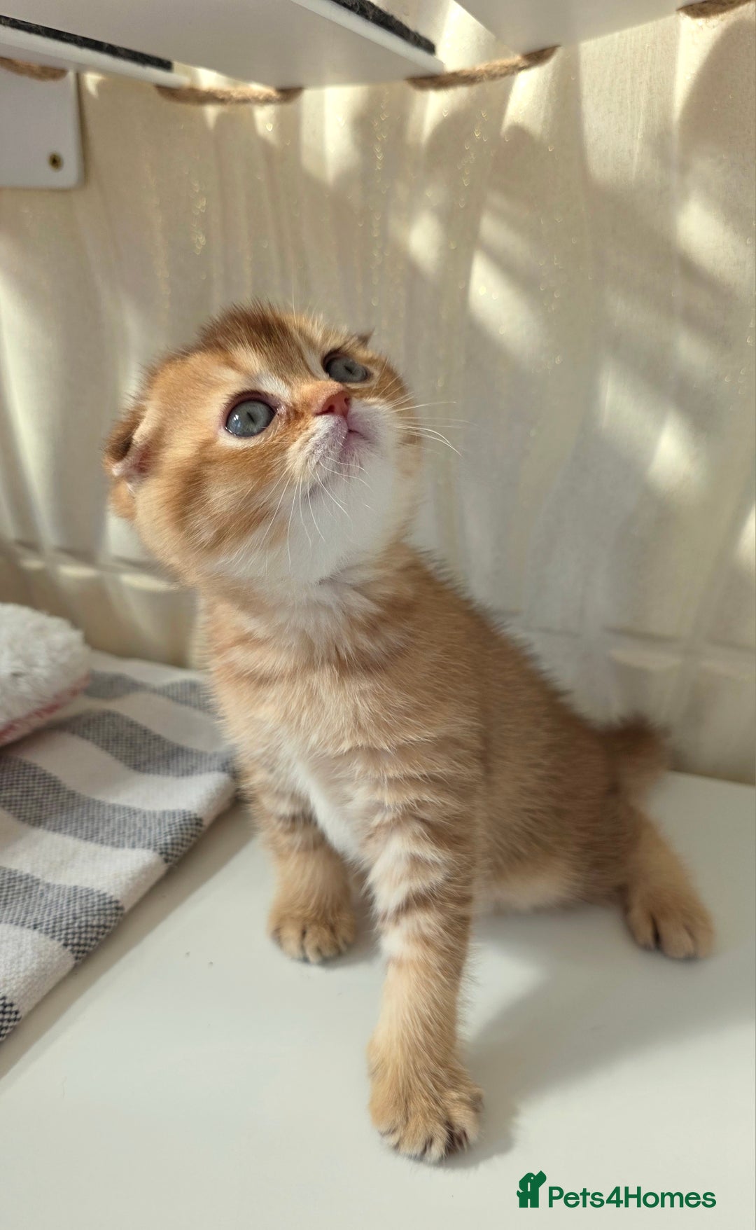 Scottish Fold cats for sale: EXCLUSIVE Golden-cinnamon Show quality. Best in UK - Image 4