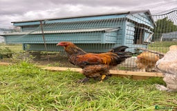Chickens poultry for sale: Brahma Large Fowl Cockerels & Pullets - Image 7