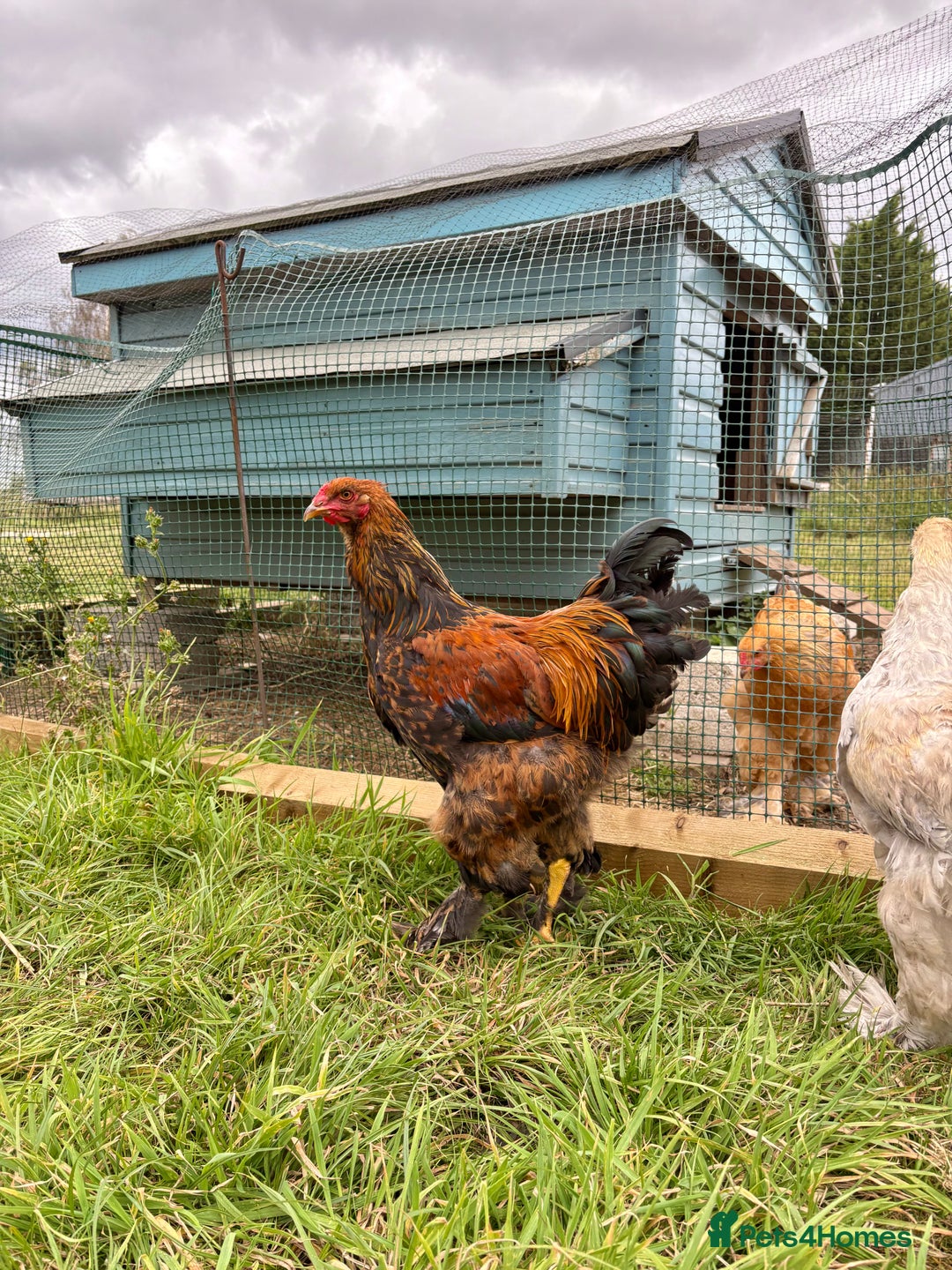 Chickens poultry for sale: Brahma Large Fowl Cockerels & Pullets - Image 7