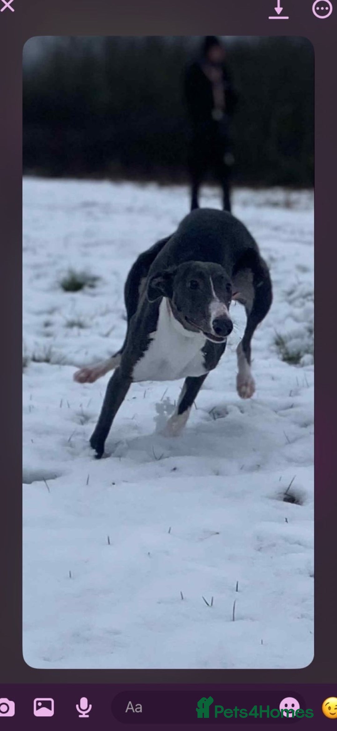 Whippet dogs for sale: KC whippets for sale  - Advert 1