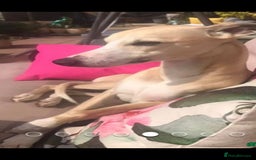 Whippet dogs for sale: 3 stunning KC registered males  - Image 11