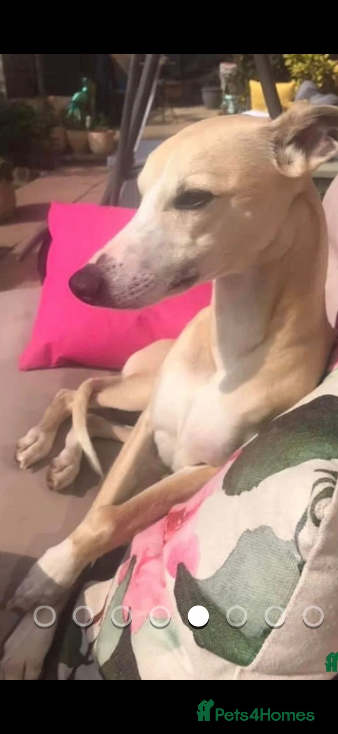 Whippet dogs for sale: 3 stunning KC registered males  - Image 11